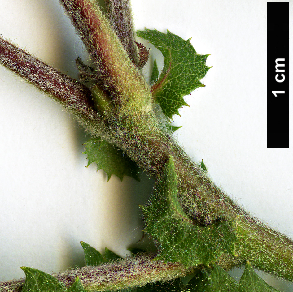 High resolution image: Family: Rosaceae - Genus: Crataegus - Taxon: mollis - SpeciesSub: var. dumetosa High resolution image: Family: Rosaceae - Genus: Crataegus - Taxon: mollis - SpeciesSub: var. dumetosa